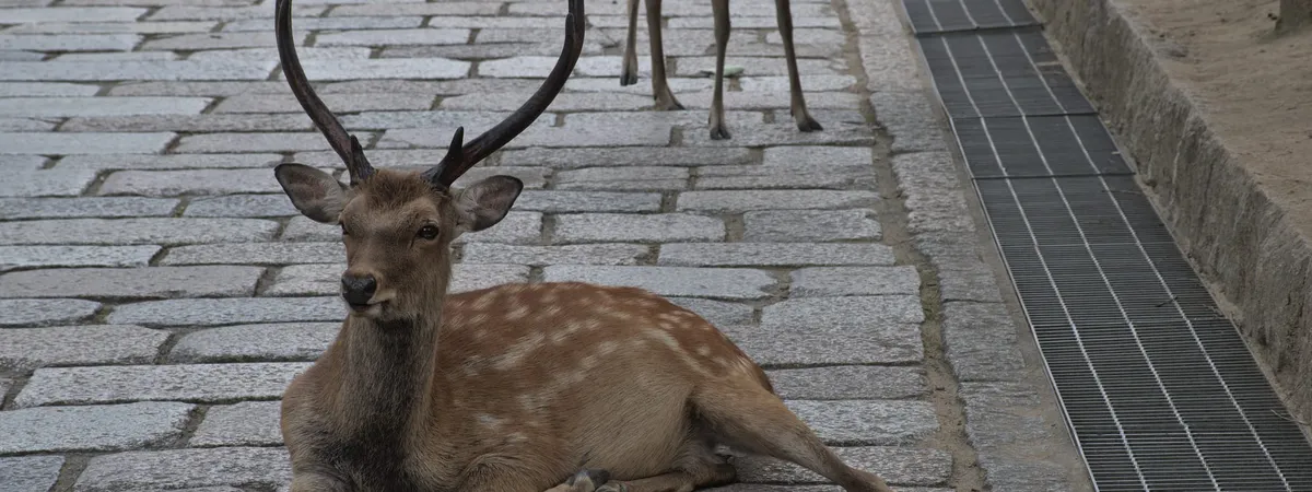 Wild sika deer resting on the grounds near Todai-ji temple in Nara Park
