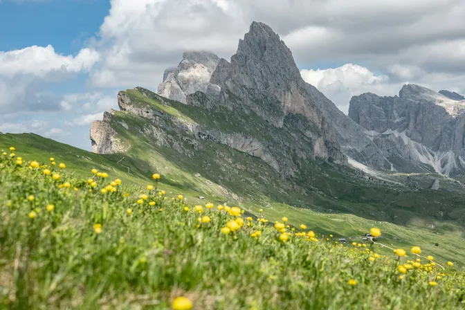 The Seceda ridge in summer, its grass slope falling away below the jagged Odle peaks, with yellow wildflowers in the foreground