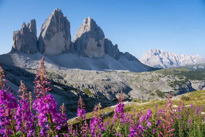 The three rock towers of the Tre Cime di Lavaredo above a scree basin, with purple fireweed in the foreground