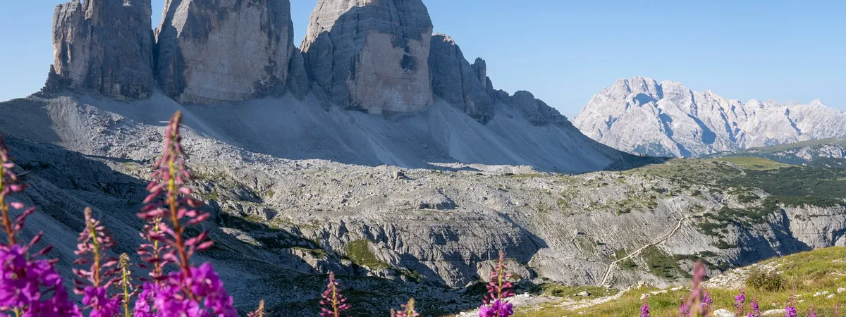 The three rock towers of the Tre Cime di Lavaredo above a scree basin, with purple fireweed in the foreground